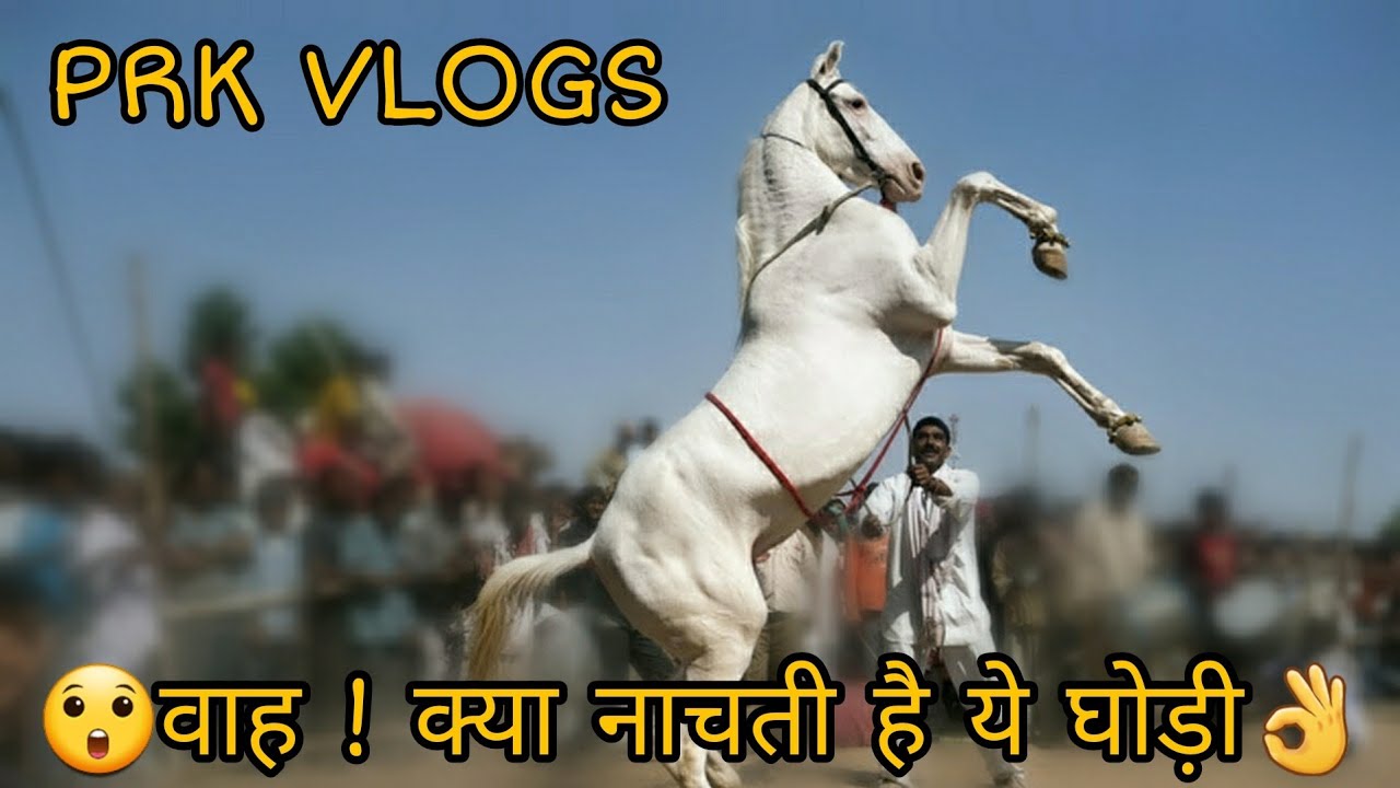 Ghodi Dance | राजस्थान का प्रसिद्ध घोड़ी नृत्य || Famous Ghodi Dance of Rajasthan | @PRKVLOGS  |