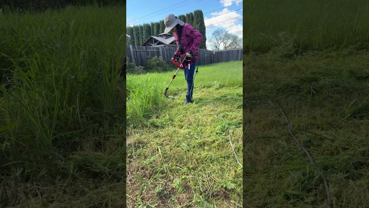 Cutting grass in backyard #cat #catdaily #cattok #cutre #fyp #funnycats #kitten #prettycat 
