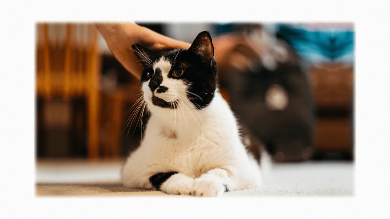 I Loved that Cat.