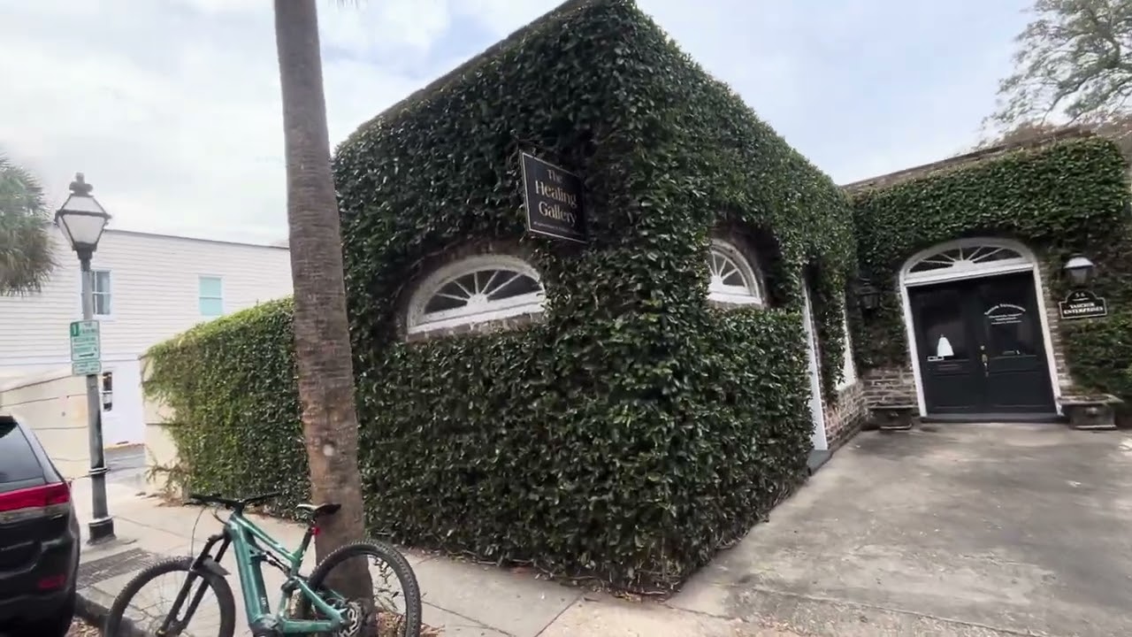Инжир ползучий, Ficus pumila