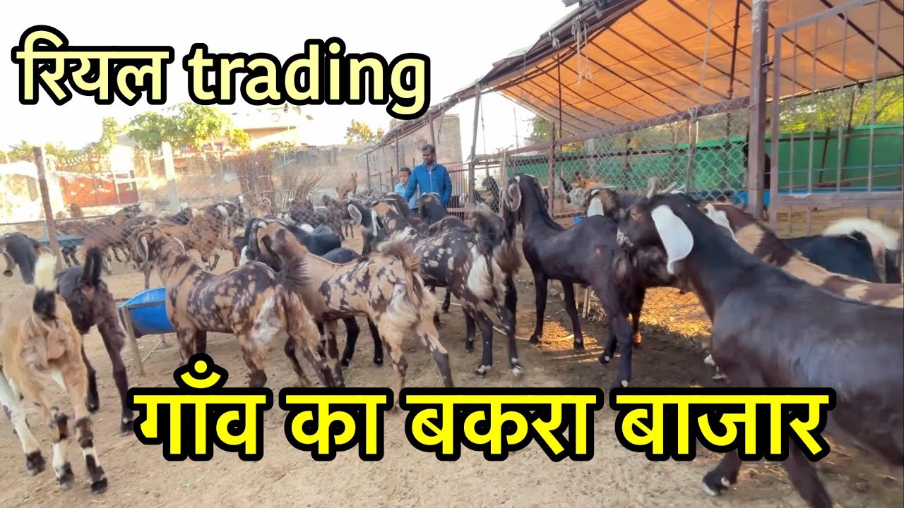 Sirohi, Gujari Bakre Live Sale 9001272370 | Village Full Market Tour | Ajmer Goat Traders Live Rate