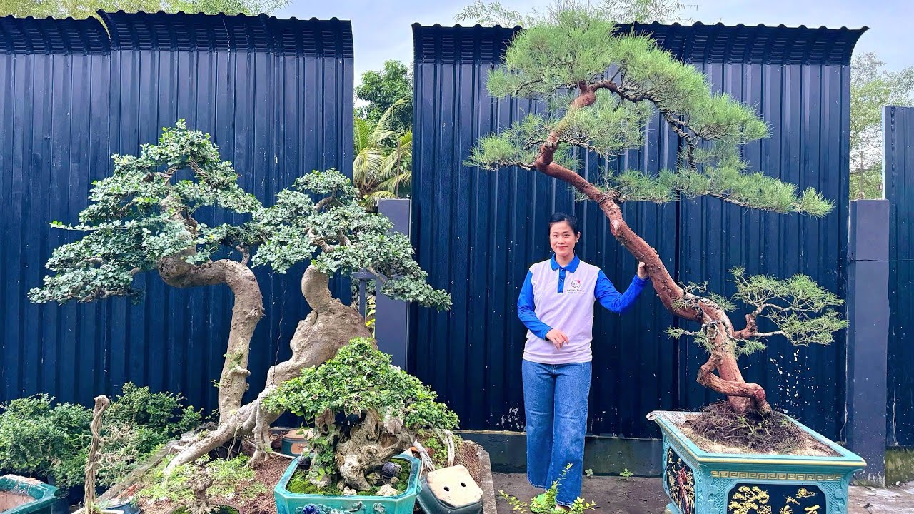 PAN CITY 667🌺 Cây ăn trái Vú sữa và Khế chua siêu khủng cùng Phi lao bàn trà rất đẹp, bằng lăng..  