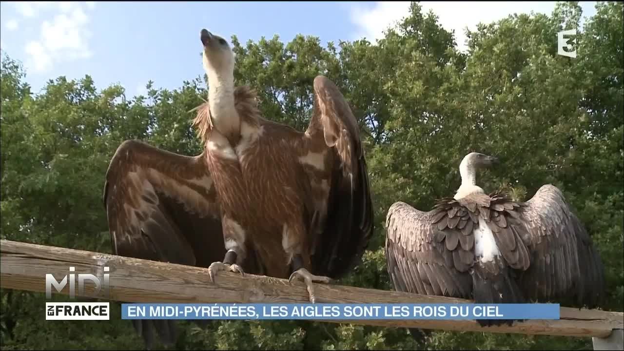 En Midi-Pyrénées, les aigles sont les rois du ciel