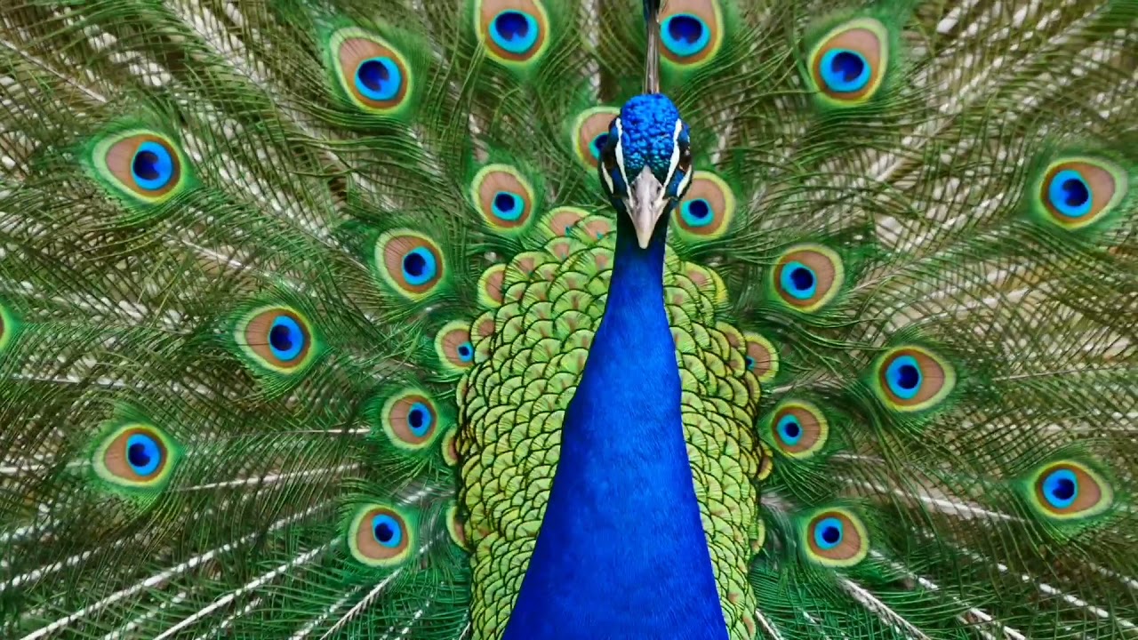 Ch&acirc;teau du Rivau floraisons d'avril