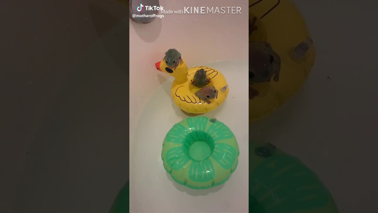 snail and frog tik toks that make me happy