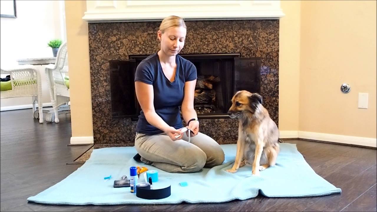 Vet-Taping: Praxisvideo - Hundetaping