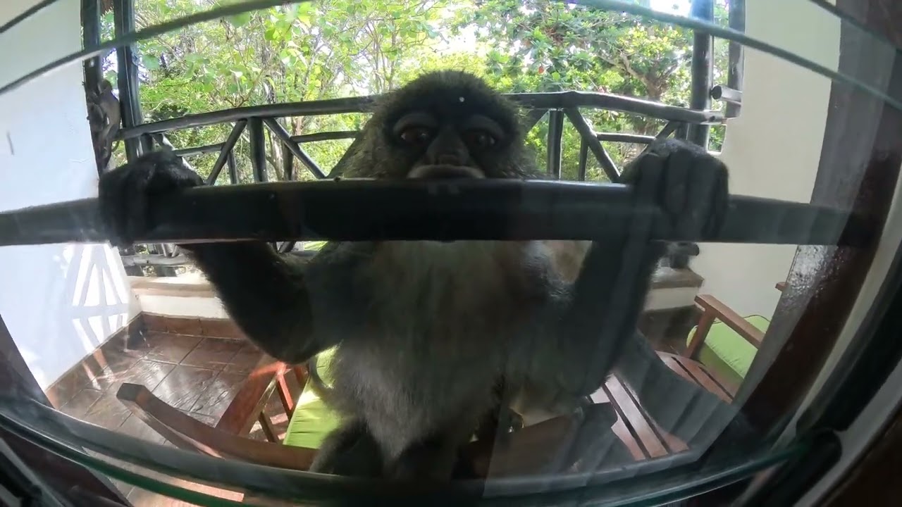 Papilon Lagoon Reef, Ukundu,Kenya,  Monkeys At Hotel Window