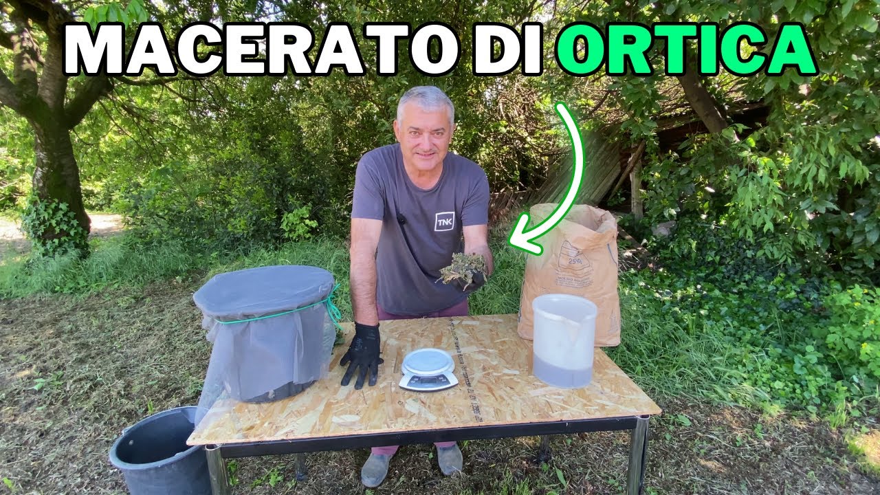 Preparo il MACERATO DI ORTICA: antiparassitario naturale per l'ORTO!