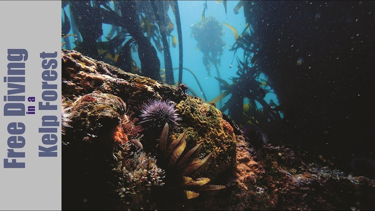 Free Diving in the False Bay Kelp Forest