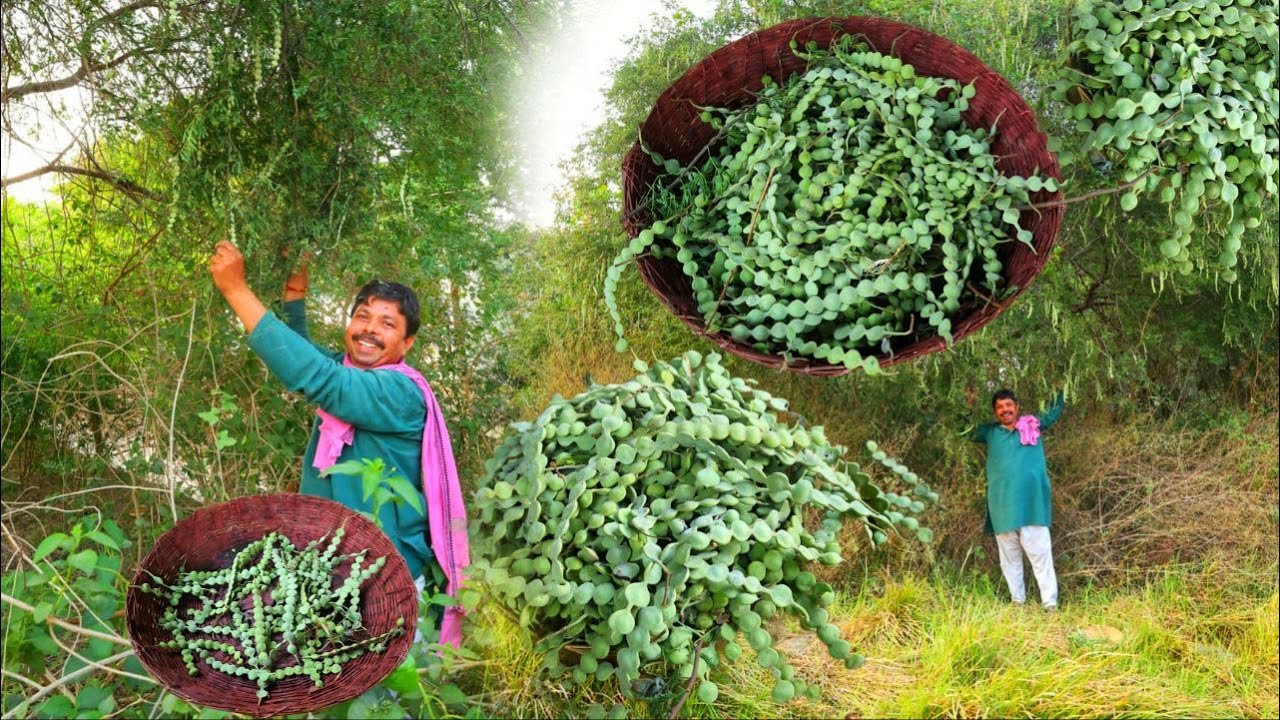 हमारे पूर्वज इस फली को खाया करते थे हम सब तो इसे भूल ही गए हैं हजारों गुण है🌾बबूल की फली Babul🌿
