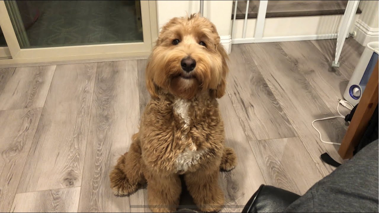 Labradoodle Tantrum #7