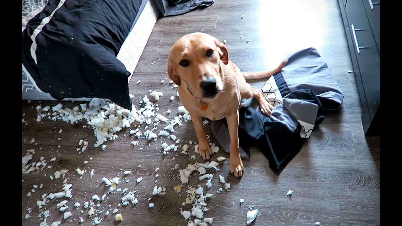 BAD DOG