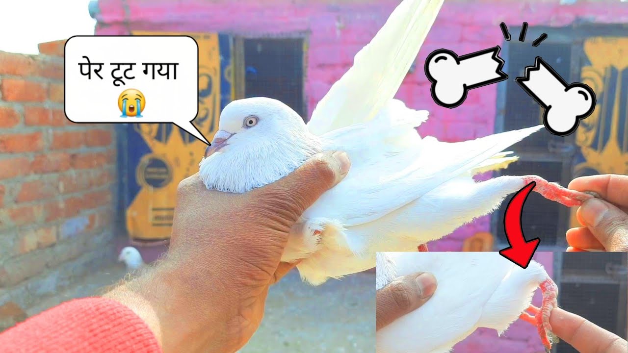 कबूतर की टूटी तांग ♿ सही करि ❣️
