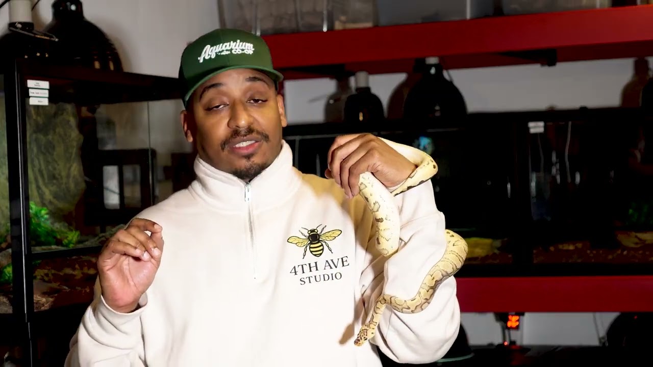 YOUR FIRST REPTILE PT 2 | BASIC HEATING |  @4th_ave_Studio |