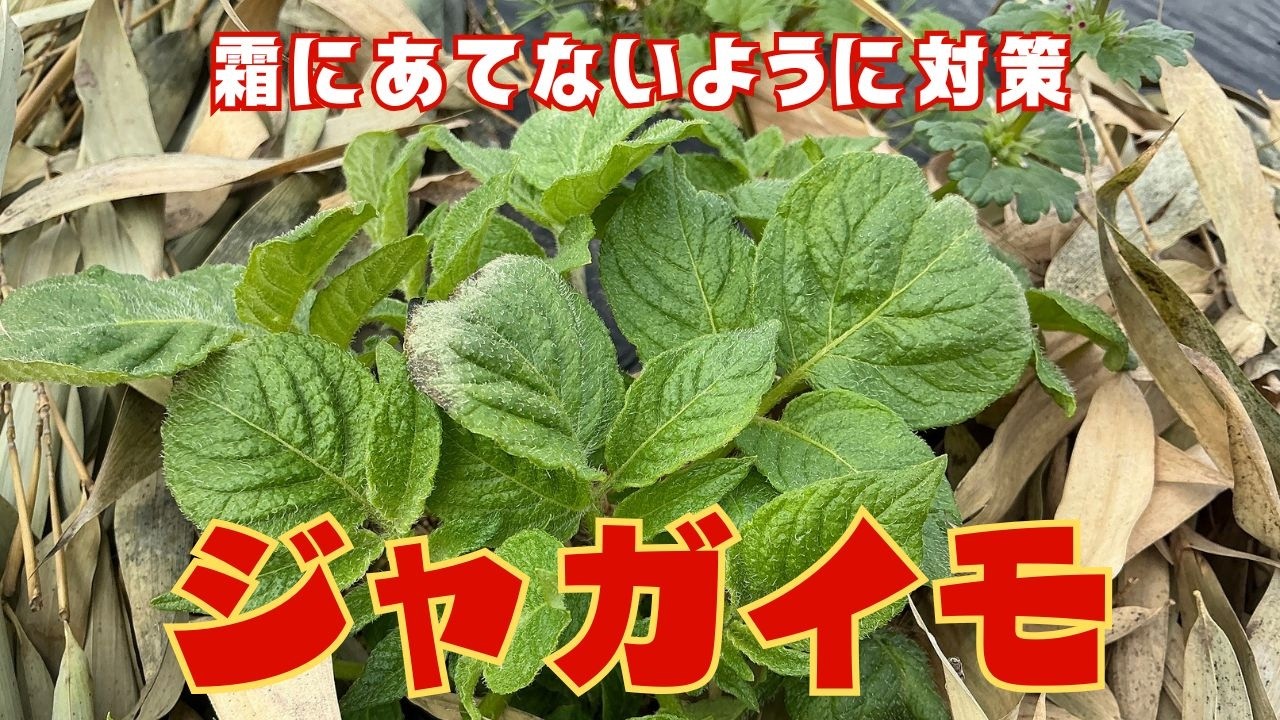 たった５日で変化が！ジャガイモが霜に当たってしまったから対策しました【菌ちゃん農法３年目】
