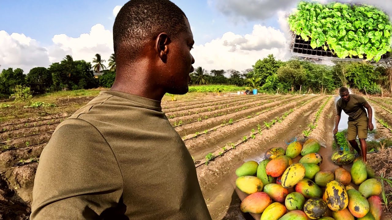 Посадка перца сорта «Скотч Боннет» в грязи и воде на ферме Скрейки. Новости о дождливом дне на фе...