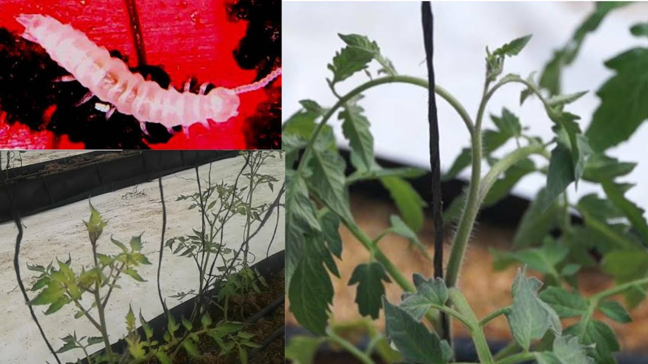 Symphyla una plaga de los cultivos de tomate y pimentón