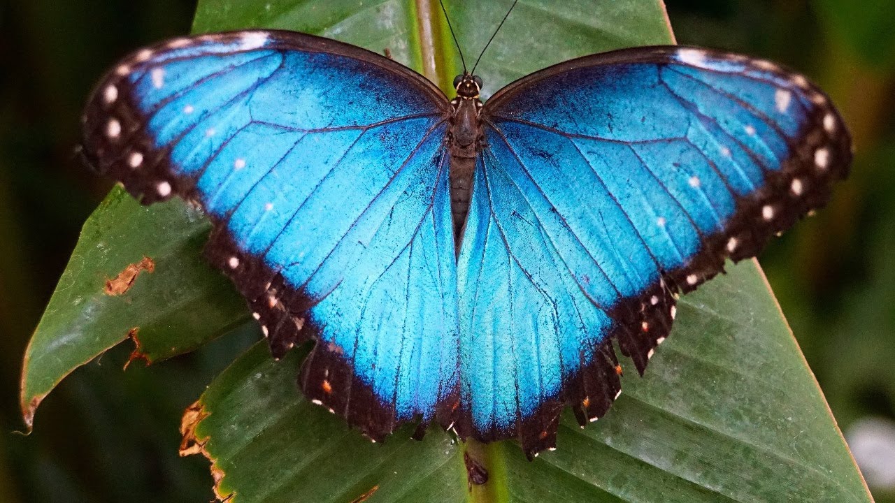 ¿Por qué el color azul es tan raro en la naturaleza?