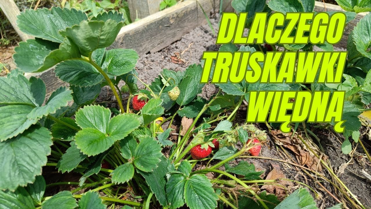 Dlaczego krzaczki truskawek więdną i zasychają pomimo podlewania