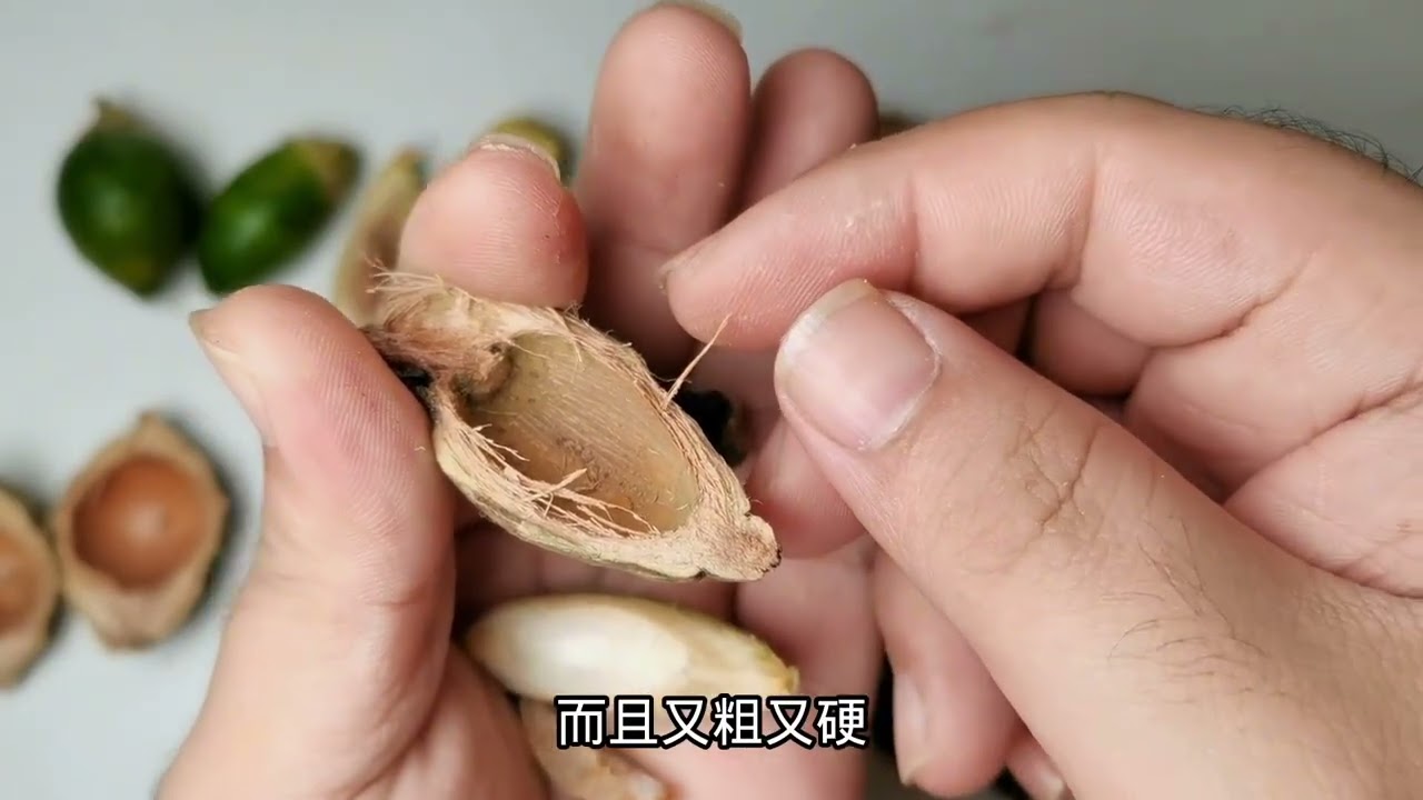 揭秘系列—槟榔：是恶魔果实还是治病良药？up主为何推掉高价广告？#槟榔 #大腹皮 #中药 #中药鉴别