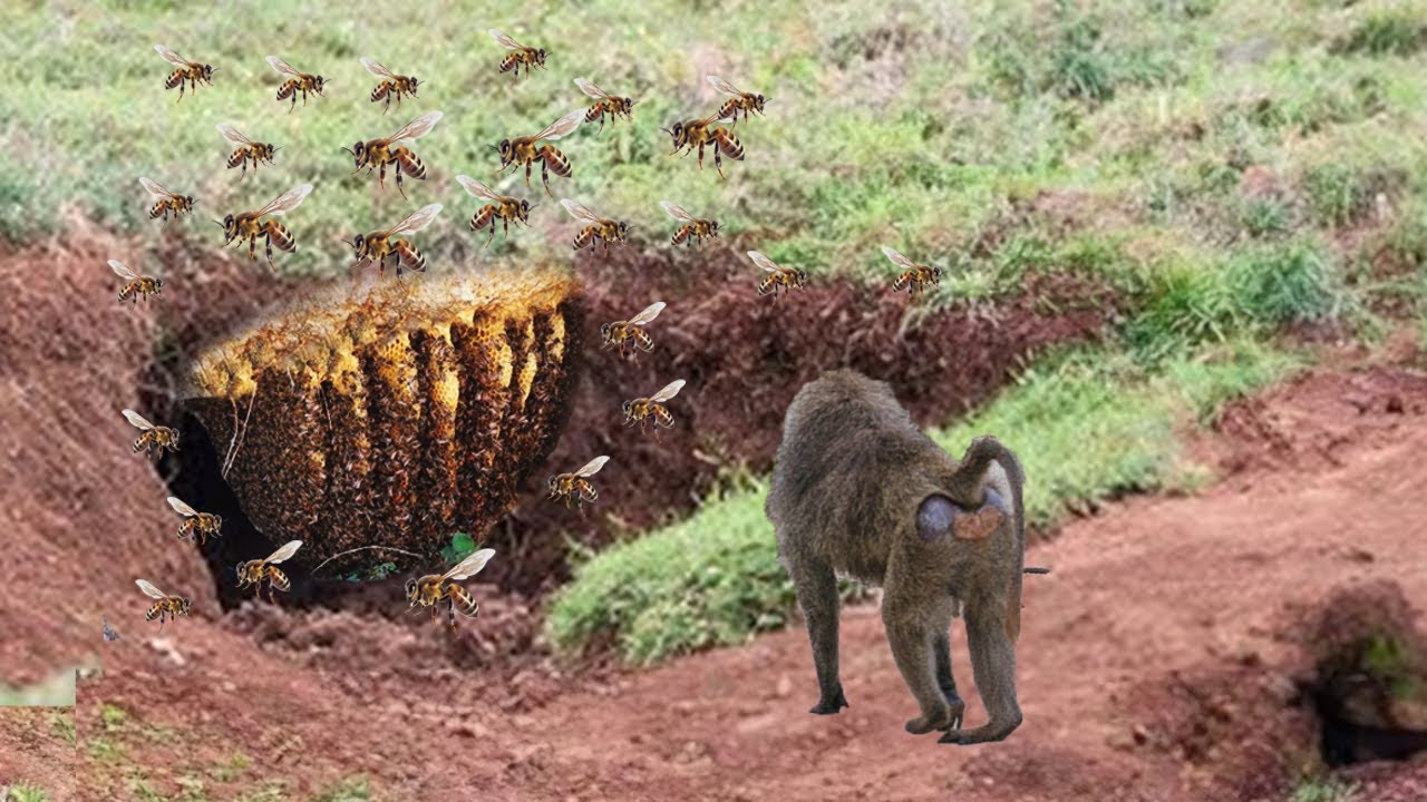Detik2 Baboon ACAK ACAK Sarang Lebah Demi Madu - TOP Momen Baboon VS Lebah, Buaya Dan hewan Lainnya