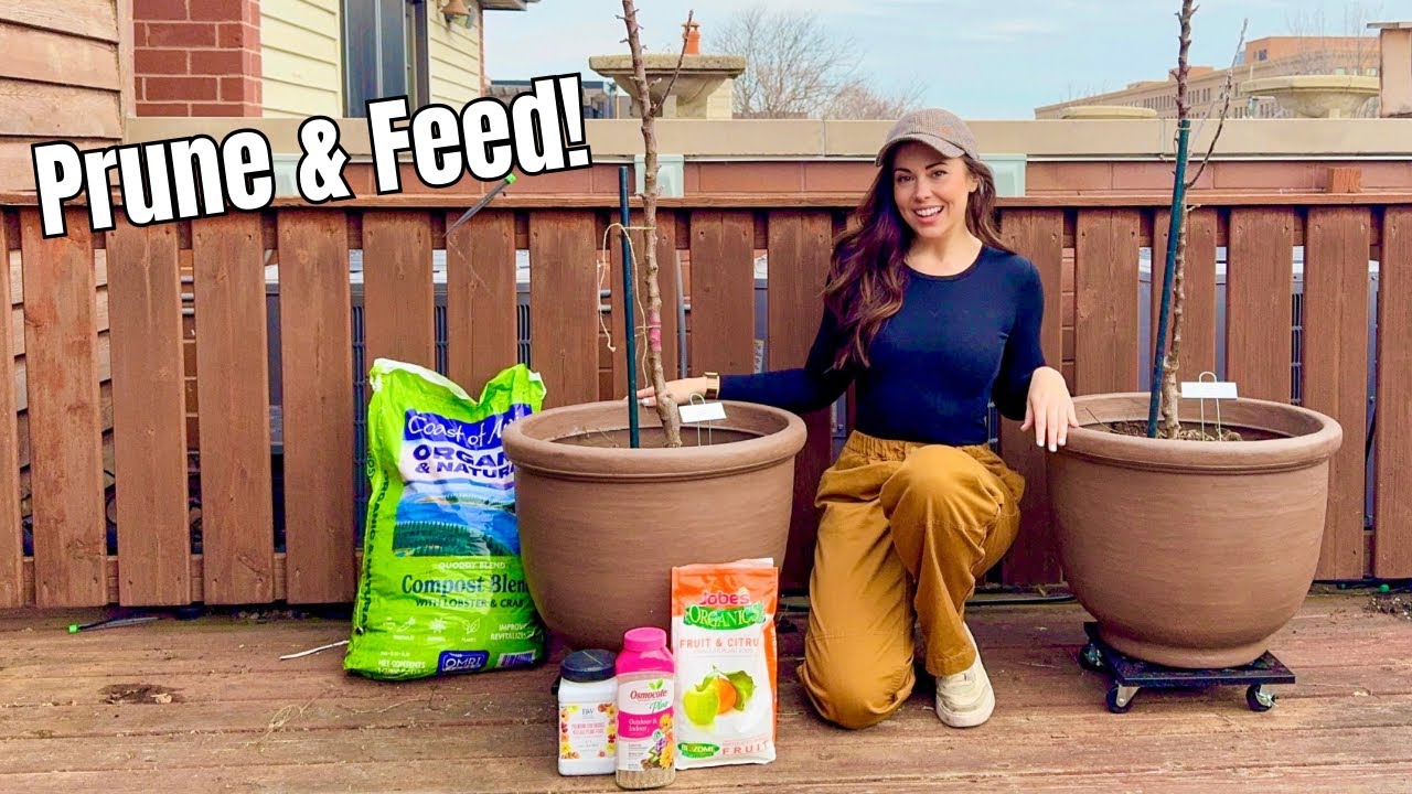 Pruning & Fertilizing Potted Fruit Trees🍎🍏 5+ Years Using This Method!