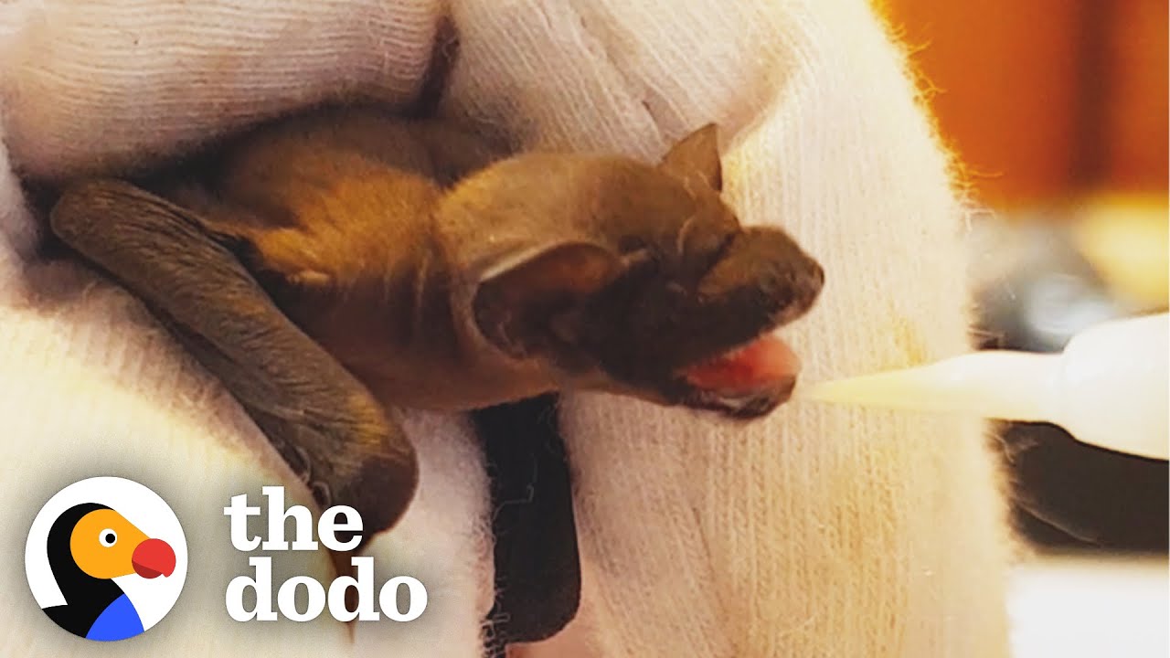 Teeny Tiny Baby Bat Gets A Milk Mustache | The Dodo Little But Fierce