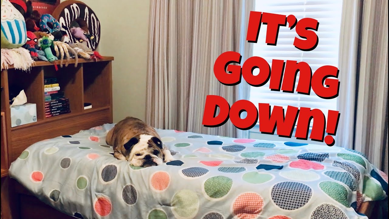 Reuben the Bulldog: It's My Room (Part 1)