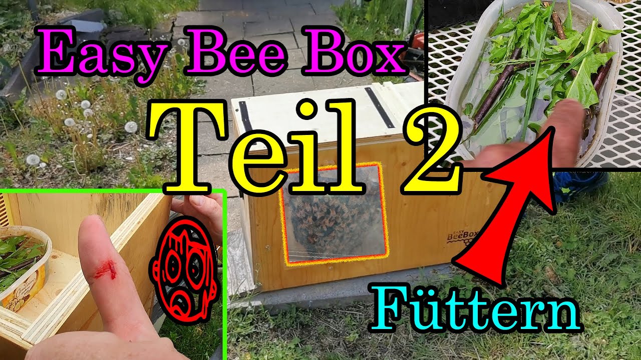 Easy Bee Box Teil 2 Füttern der Schwarm braucht Energy