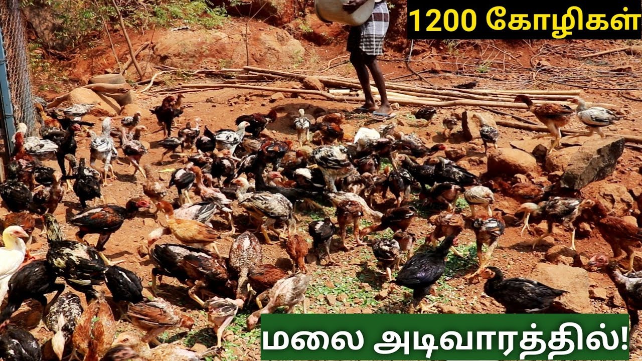 மலை அடிவாரத்தில் 1200 நாட்டுக்கோழிகள் - Country chickens in large scale