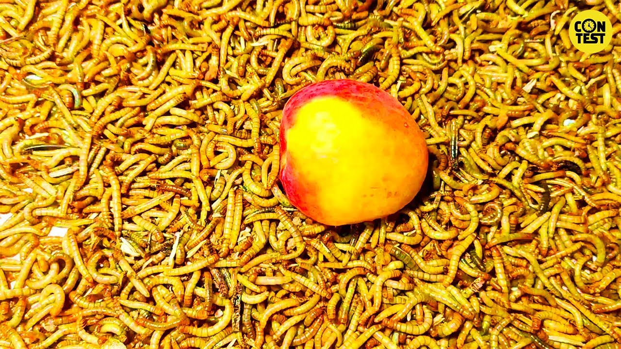 Peach Vs Mealworms [4k] Mealworms are eating poisonous peaches/10000 worm!