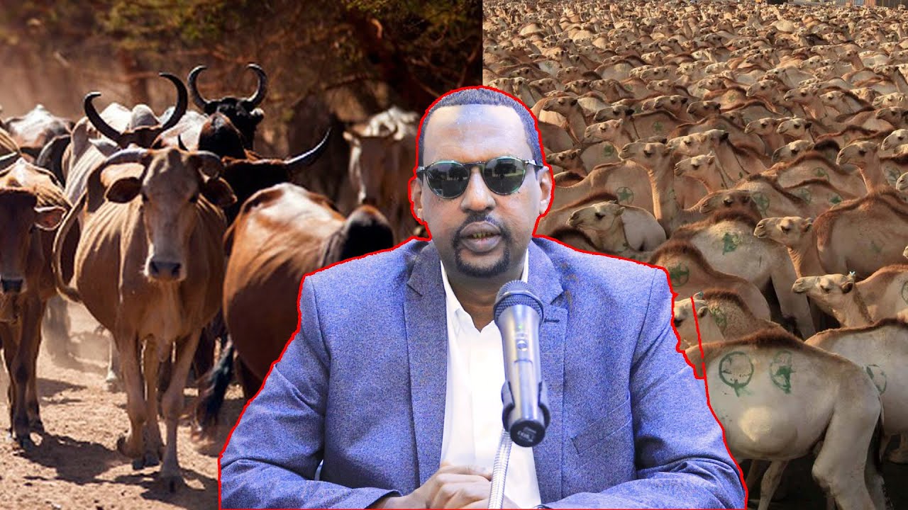 Gudoomiyaha iyo Mulkiilaha Maxjarka Wadaniga ee Caafimaadka Xoolaha Berbera Mustafe Cabdi Cawad