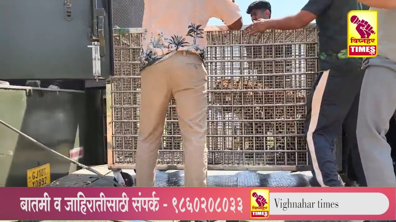 जुन्नरच्या माणिकडोह निवारा केंद्रातील 20 बिबटे वनतारा बिबट निवारा केंद्रात रवाना l 
