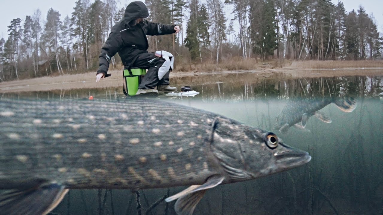 КРУПНАЯ РЫБА УТАЩИЛА УДОЧКУ!!! Рыбалка на Жерлицы и Жор Щуки