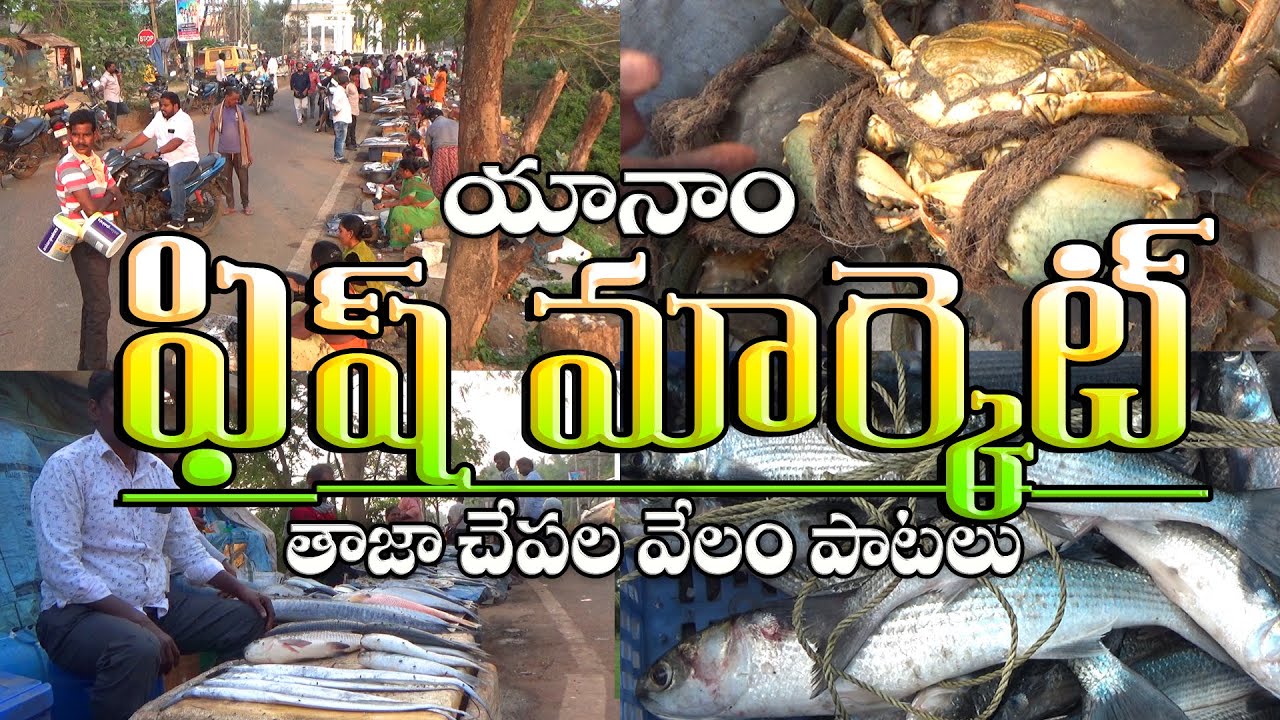 Fish Auctions & Yanam Fish Market - Fresh Fish Market - Biggest Street Fish market