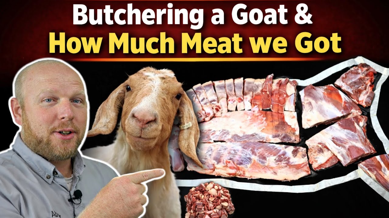 Butchering a Goat & the Meat We Got, with weights of each different type of Cut
