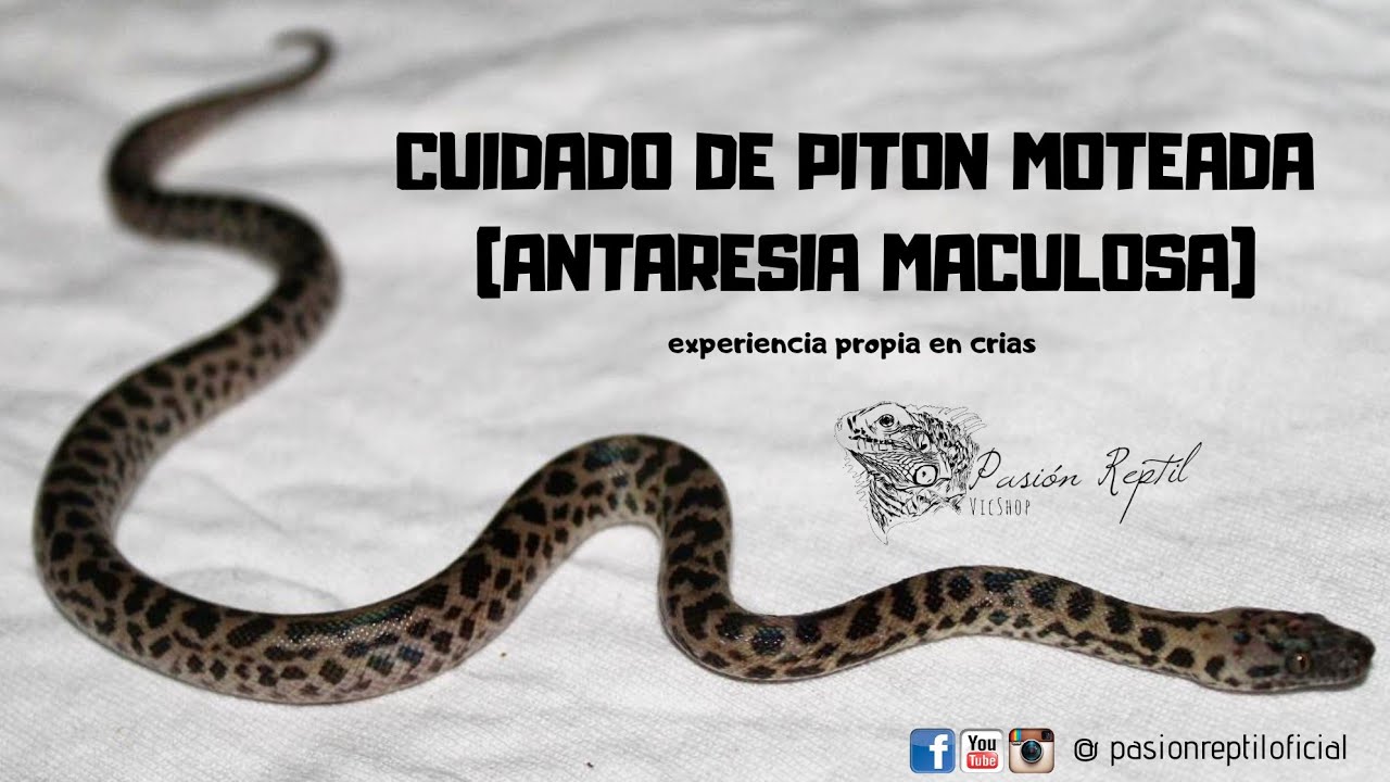 CUIDADOS DE PITON MOTEADA CRIAS | ANTARESIA MACULOSA | EXPERIENCIA PROPIA