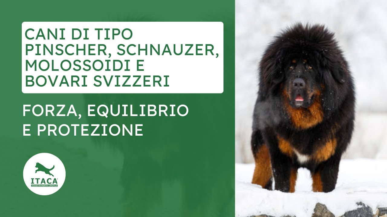 Gruppo 2 - Cani di tipo Pinscher e Schnauzer, Molossoidi e Bovari Svizzeri
