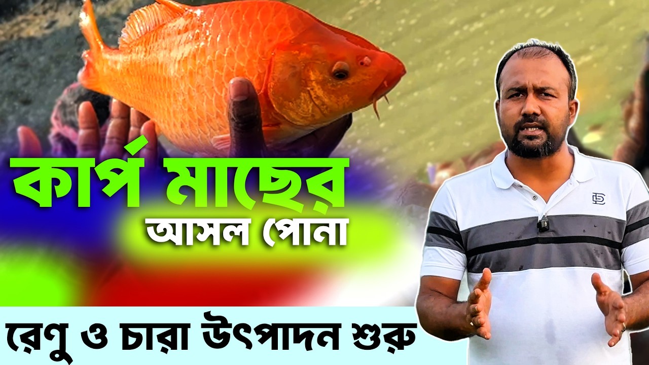 কার্প জাতীয় মাছের রেণু ও চারা পোনা ২০২৬ | আসল পোনা চিনবেন যেভাবে |
