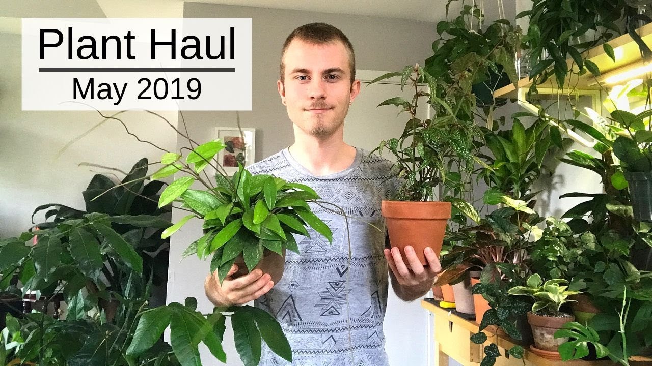 Huge Houseplant Haul | May 2019
