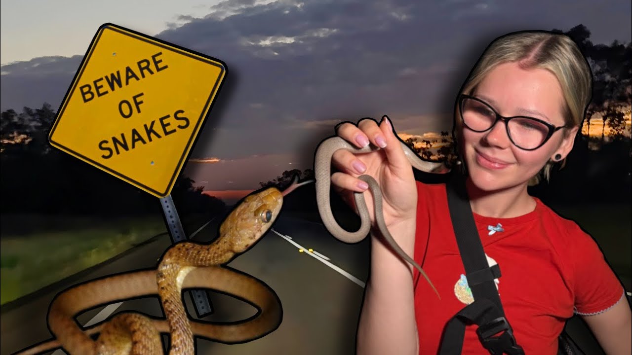 Эта австралийская дорога ПОКРЫТА змеями…