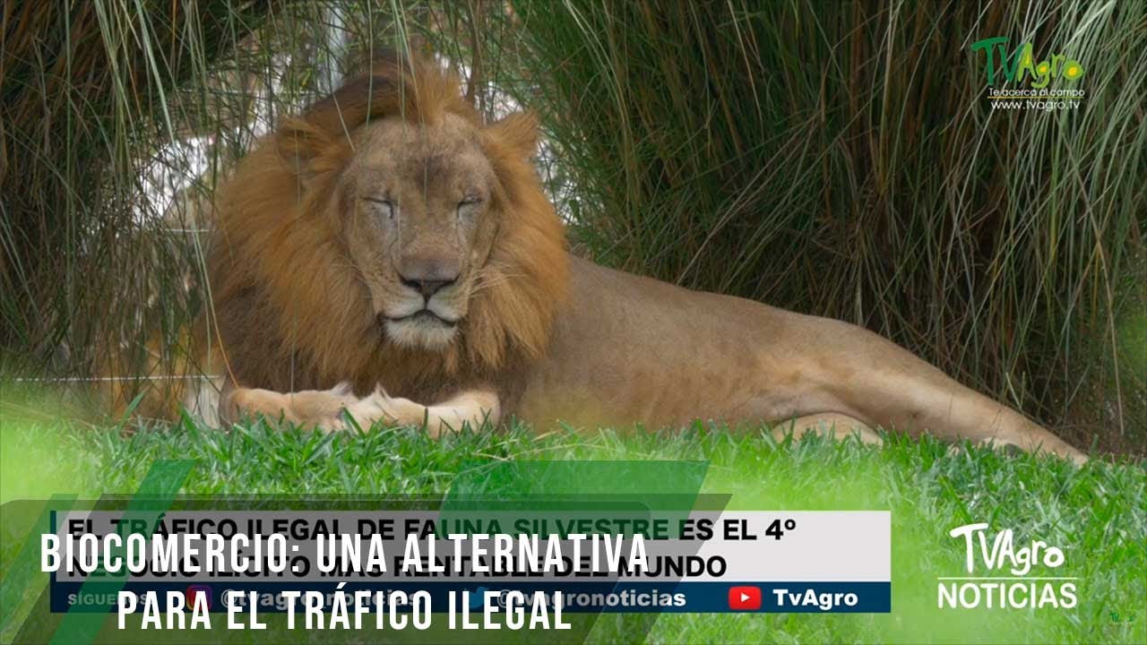 Biocomercio: una alternativa para el tráfico ilegal - TvAgro por Juan Gonzalo Angel Restrepo