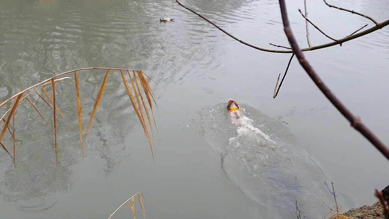 Epagneul Breton Duck Retrieve