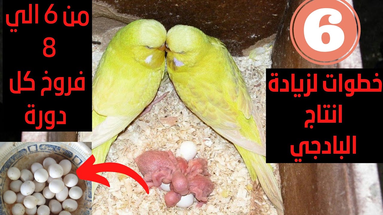 السر في زيادة انتاج طيور البادجي في 6 خطوات وتحسين الانتاج و زيادة عدد الفراخ؟