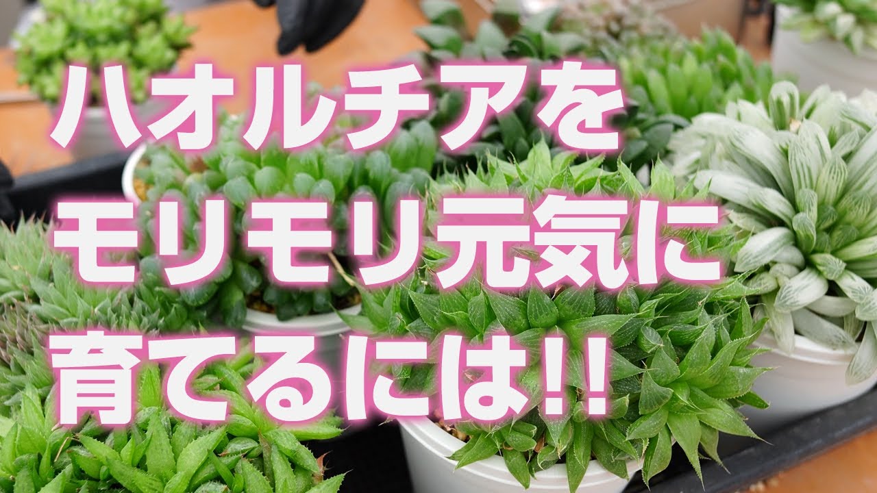 【多肉植物】ハオルチアをモリモリの元気に育てるには!!【succulent】トロピカルガーデン
