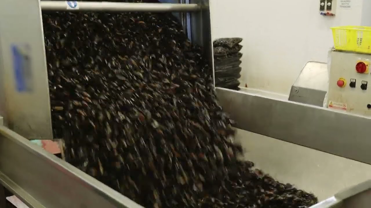 How Mussels Is Made