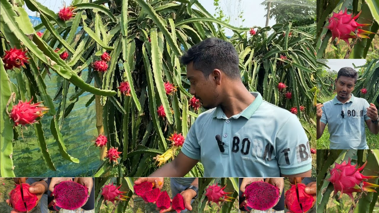 Jambu Red C Variety Commercial Dragon Fruit Farming & Harvesting Full Information Video In Hindi