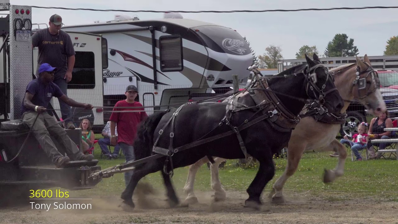 Woodhull,NY 2019 Lightweight Horse Pull