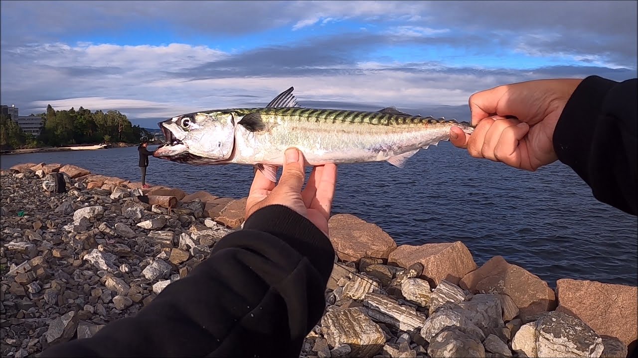 We got over 70 Mackerels - 11 at the same time - Bra makrell fiske med sluk\hekle - Oslo Norway 2021