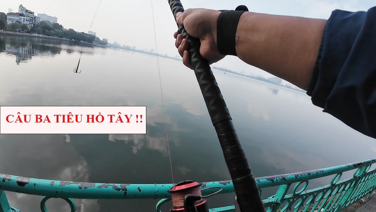 Câu Ba Tiêu Hồ Tây Test Lưỡ Ba Tiêu Bị Mất Cá To - Nhật Thành Fishing